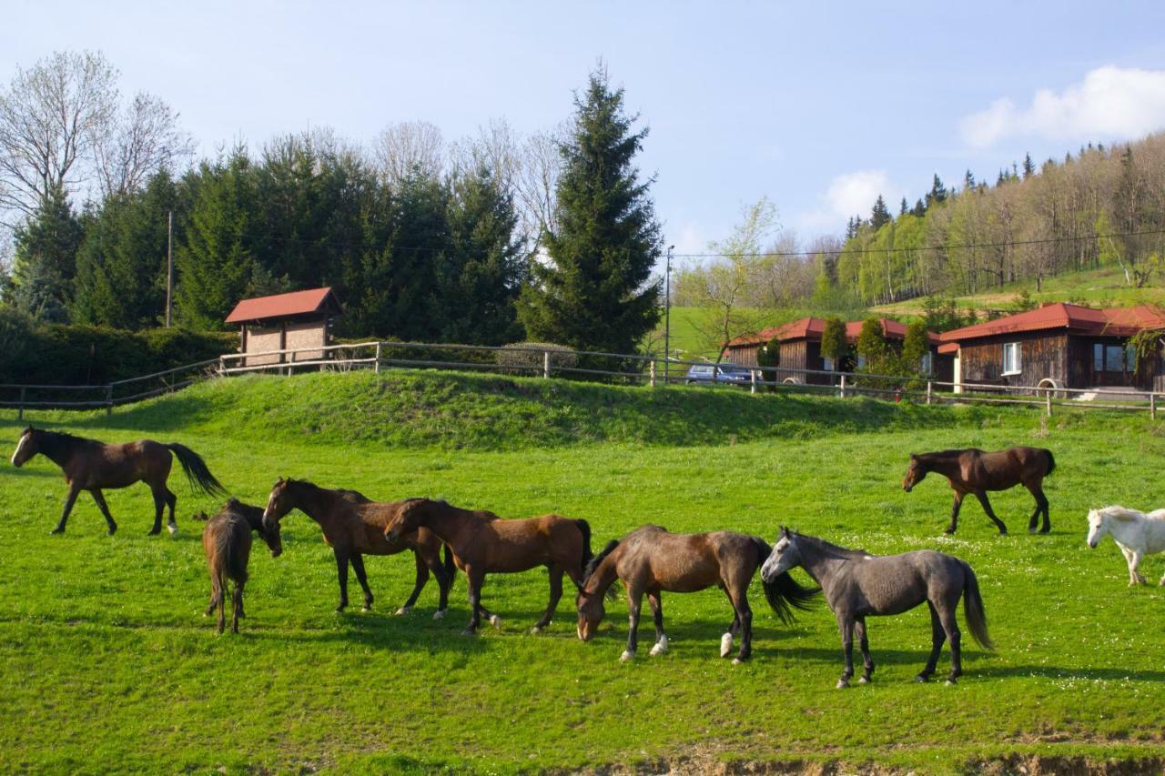 Szałas Muflon - Mufflonhütte Jelenia Góra Zewnętrze zdjęcie
