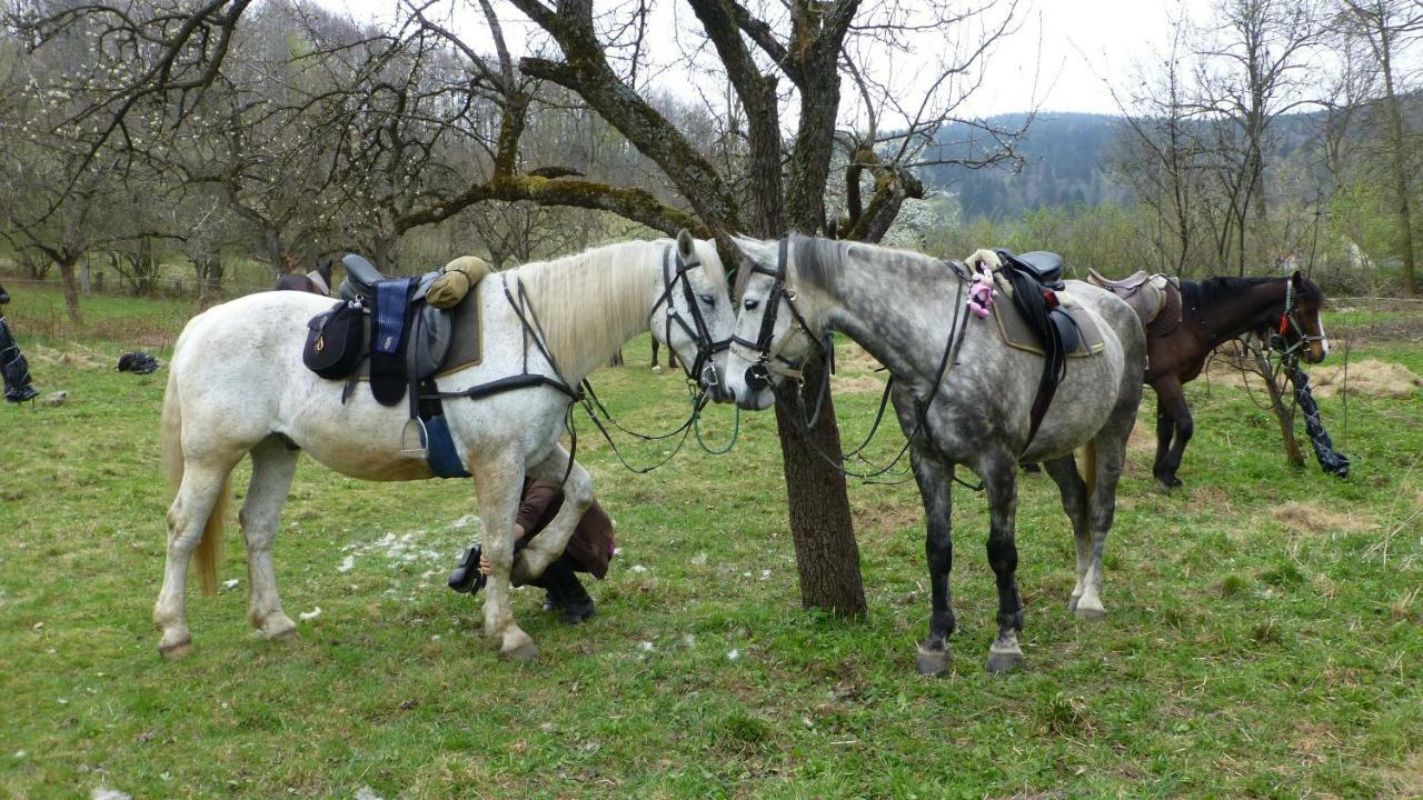 Szałas Muflon - Mufflonhütte Jelenia Góra Zewnętrze zdjęcie